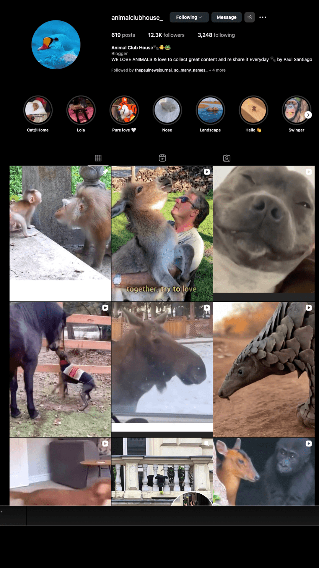 Instagram profile of animalclubhouse_ featuring various animal images and videos.