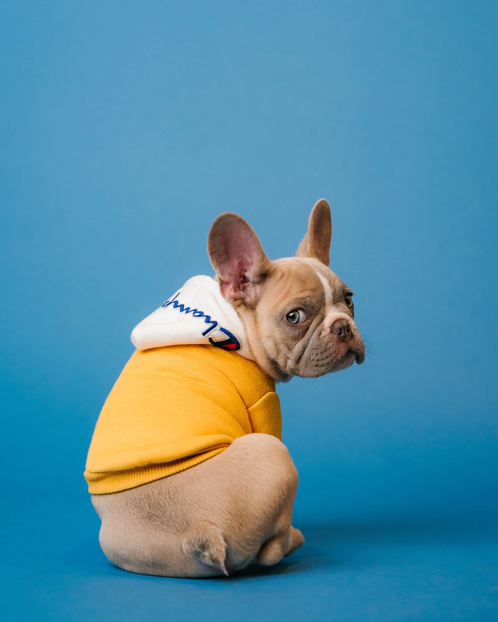 Pet photo enhancement